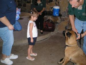 Search Dogs